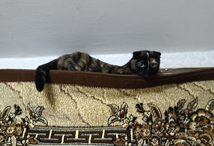 Кот-дебошир оказался ласковой домашней кошечкой