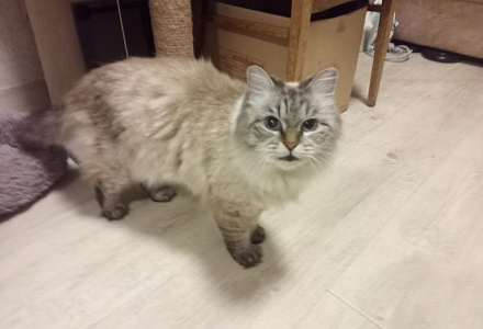 Кот-дебошир оказался ласковой домашней кошечкой